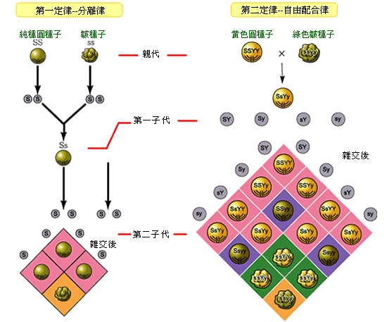 孟德尔两大定律是什么_孟德尔的遗传定律_孟德尔第二定律