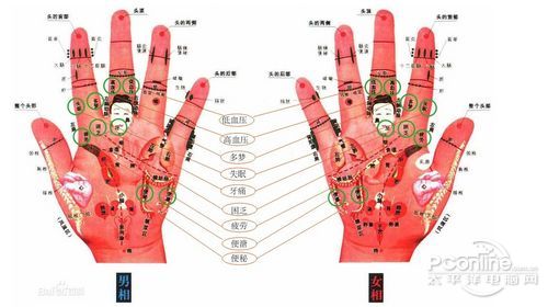 这些器官在手掌均有对应的代表区域,称为反射区,手掌反射区是整个人体