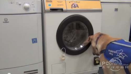 Woof to Wash