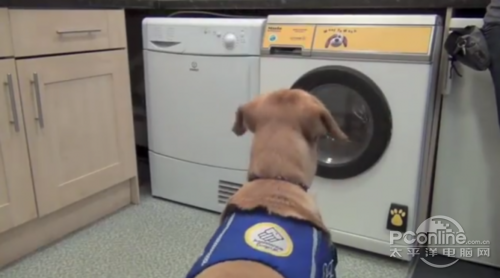 Woof to Wash