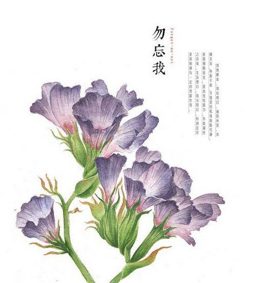 小清新最爱的花卉手绘插画