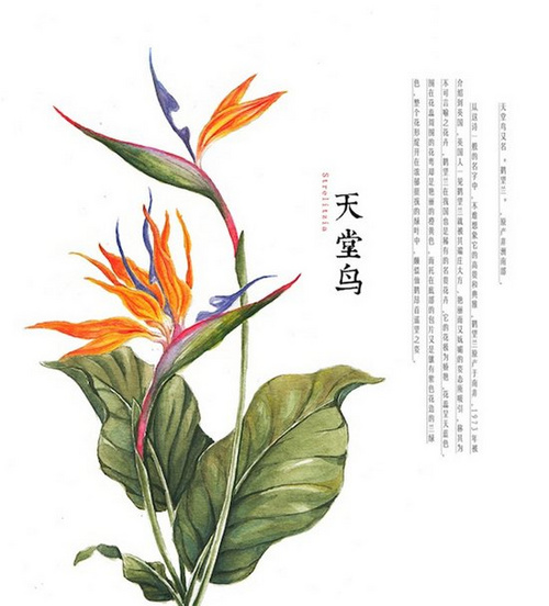 请继续欣赏清新的手绘花插画