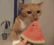 可爱猫猫qq表情_可爱搞笑的猫猫表情