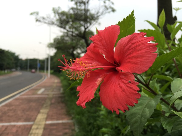 苹果iphone 6s plus拍摄图片