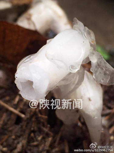 陕西发现死亡之花水晶兰(2)