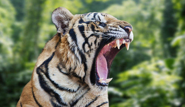 老虎咬人事件伤者索赔154万!动物园:尊重法院判决