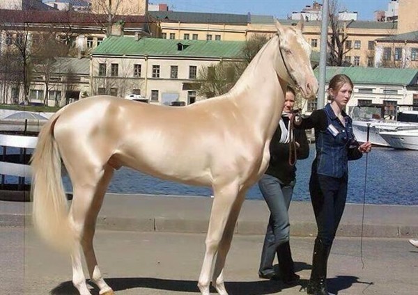 尤其是这种美到极致的事物,目前这种品种的马在世界上仅仅剩下1250匹