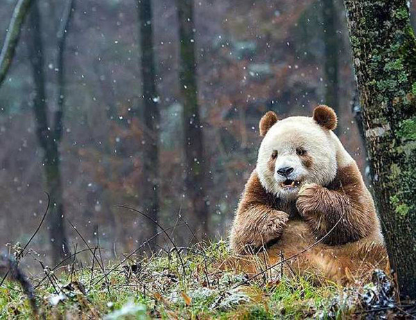 唯一一只棕色大熊猫"七仔" 网友:生到一半没墨了