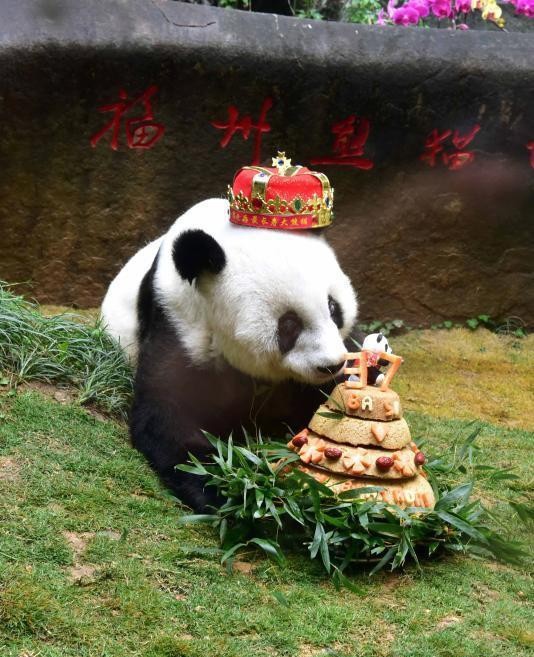 世界最长寿圈养大熊猫!熊猫"盼盼"原型过37岁生日
