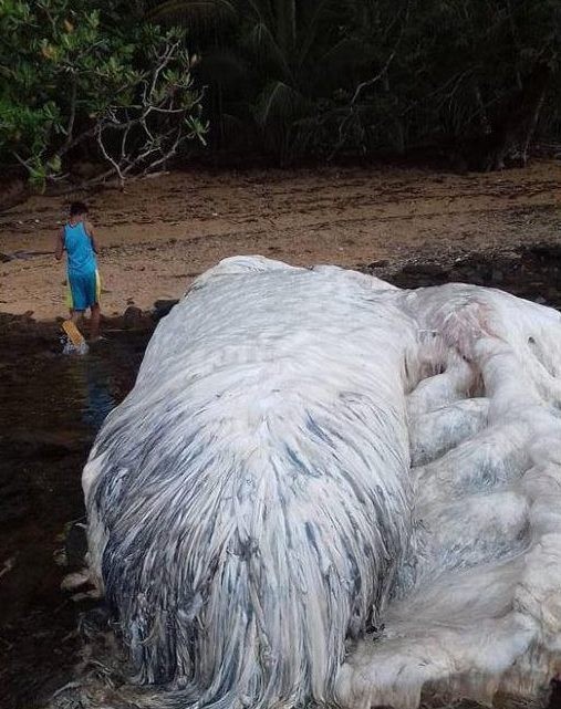 菲律宾沙滩地震过后现神秘长毛"怪物"