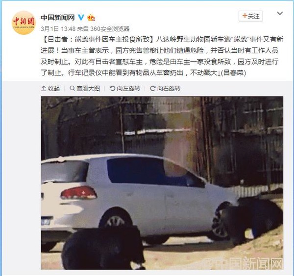 八达岭动物园熊袭事件引争议:目击者称车主有投喂行为