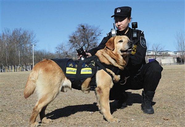 佩戴vr警犬亮相 全景高清拍摄无死角_新奇数码_太平洋电脑网资讯中心