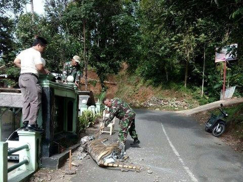老虎雕塑太像表情包 印尼军方将其捣毁
