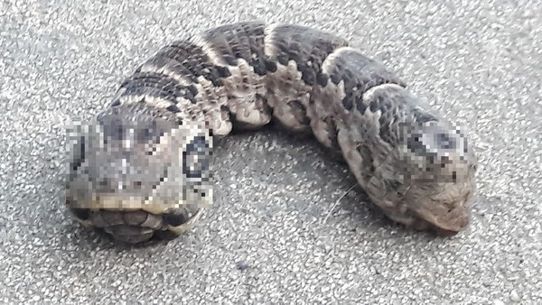 阿根廷的三眼双头生物引网友猜测