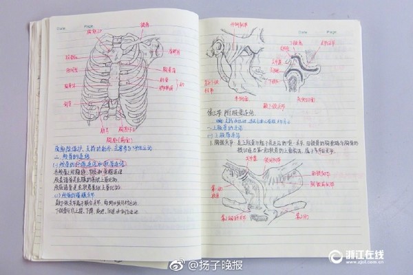 大二女生解剖学笔记走红网友喜欢做笔记没想走红