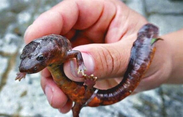 剧毒中国火龙!男子竟钓到疑似娃娃鱼神秘生物