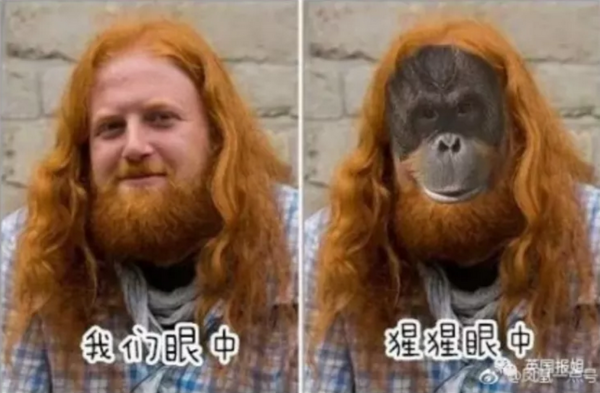 导游说橘色头发是非常危险的,公猩猩们看了会非常兴奋,当时那只公猩猩