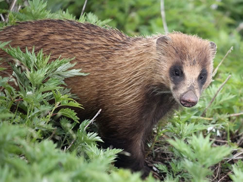 日本獾被杀数量近年猛增 科学家:可能会灭绝