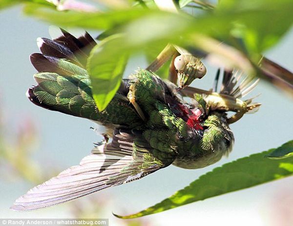 研究:螳螂竟捕食小鸟 蜂鸟为最主要"盘中餐"