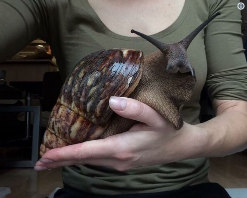 网友晒非洲巨型蜗牛:简直兔子一般大