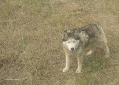 混入狼群的那只哈士奇 娶了头母狼还当了爹