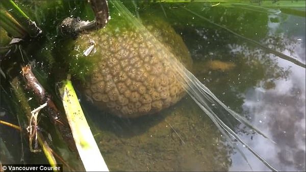 这种俗称苔藓虫的生物早在恐龙踏足地球之前就已经出现了,如今已存活