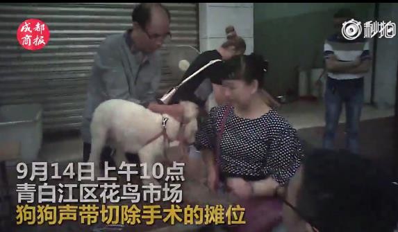 当街切除狗声带