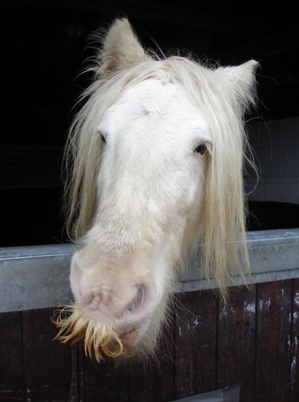 比如,以优雅和名贵著称的gypsy vanner(吉普赛vanner)马,因其长毛体质