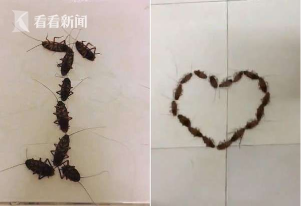 用蟑螂告白遭拒:小强排"i love u"表白画面很恐怖