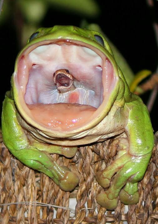 猎手变猎物:树蛙嘴里的小蛇发出"最后尖叫"