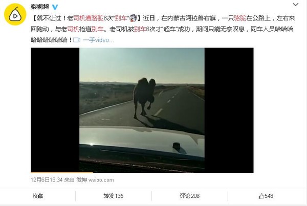 司机遭骆驼别车