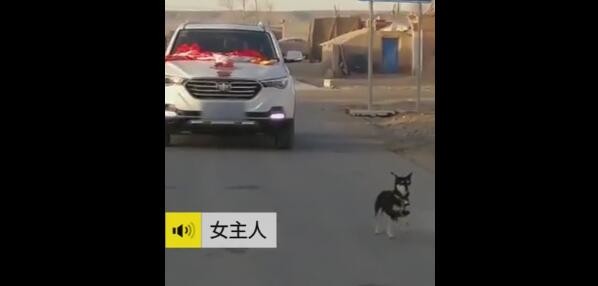 爱犬追婚车6里路