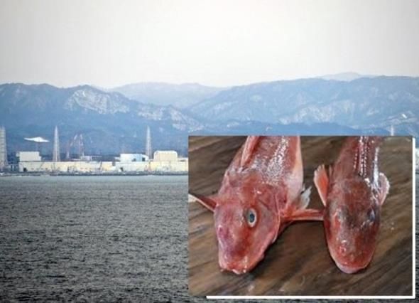福岛核电站附近海域惊现"辐射鱼":铯元素超标