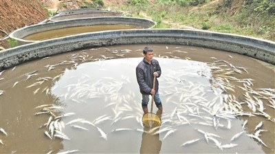 万条中华鲟集体死亡? 广东一养殖场疑被人投毒