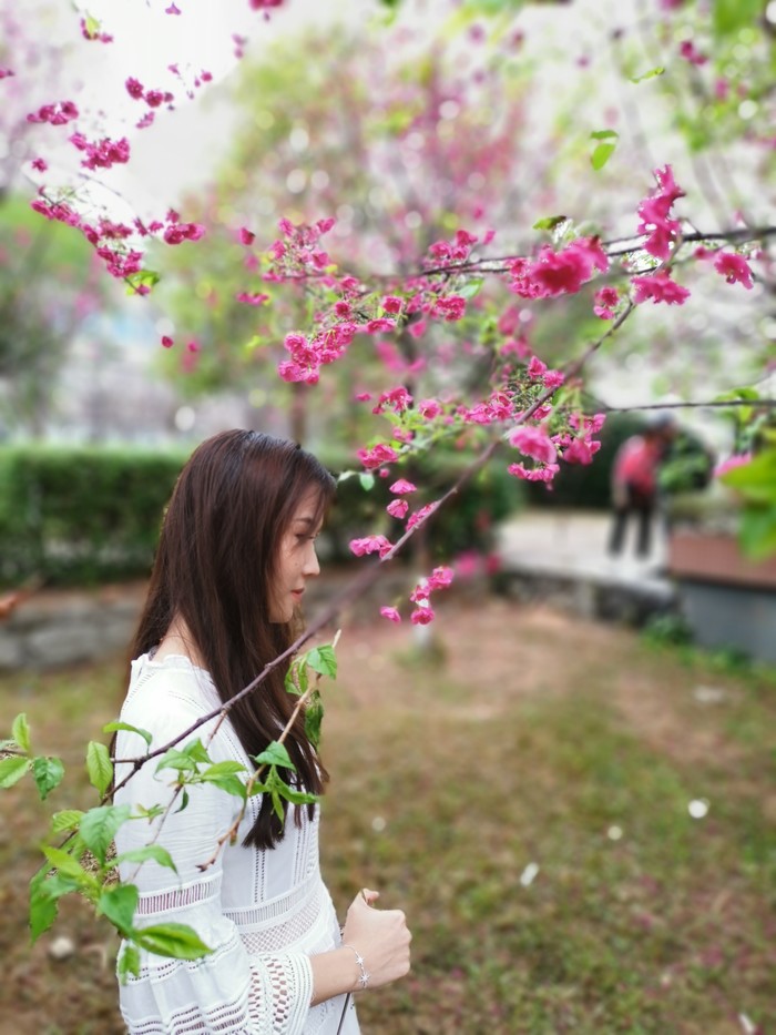 自身与梦幻唯美的樱花/紫荆花林间,拍个背影照,装下文艺青年,非常