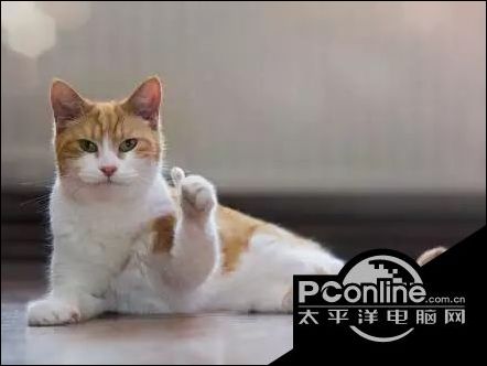 猫咪竖起大拇指表情包 猫咪竖起大拇指表情图