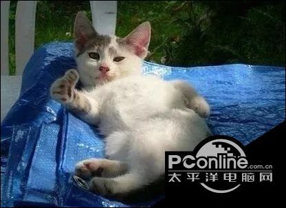 猫咪竖起大拇指表情包 猫咪竖起大拇指表情图