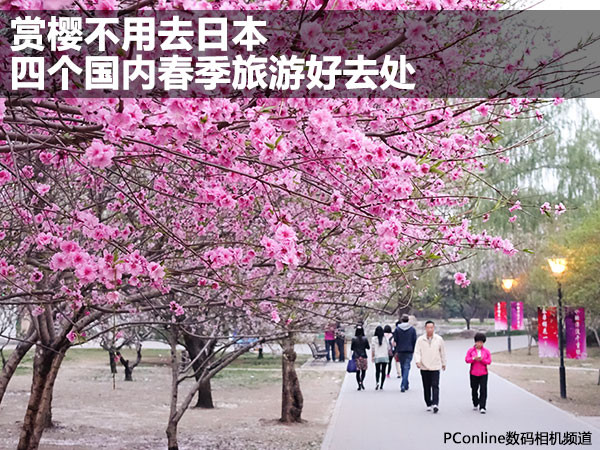 赏樱不用去日本 四个国内春季旅游好去处
