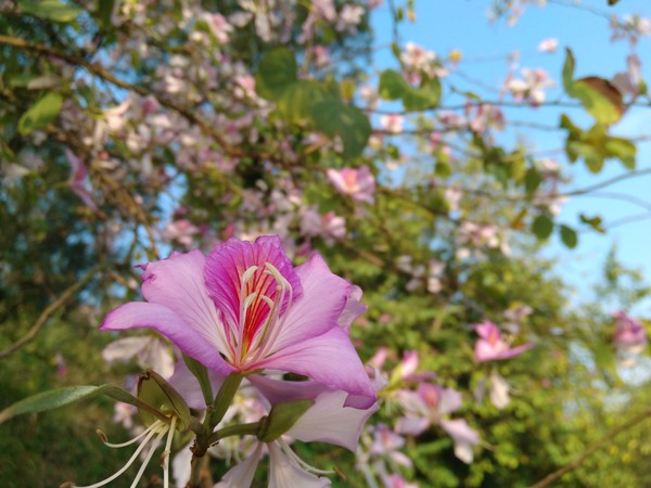 華南農業大學紫荊花節;iuni u2