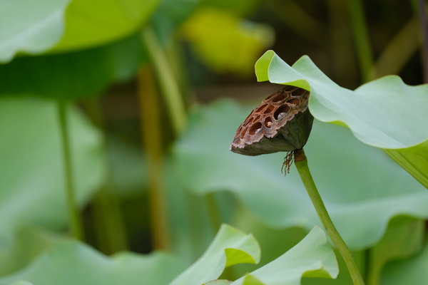 富士100-400mm镜头样片