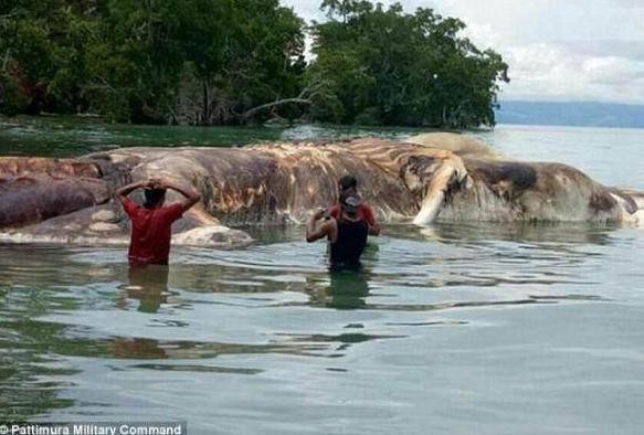 印尼海滩发现15米长神秘海怪 惊呆村民!