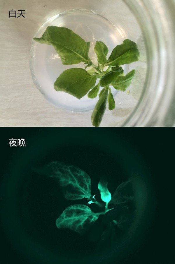 我国首株夜光植物培育成功:自主发光亮度达星光水平