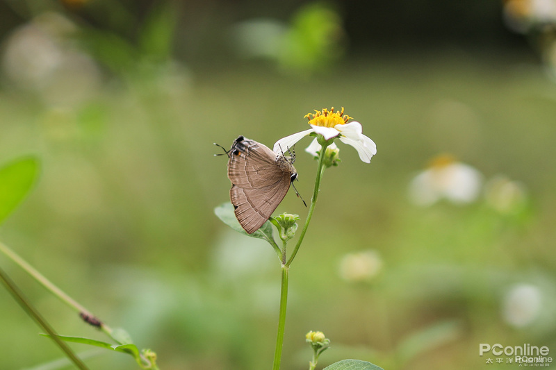 RF 35mm F1.8 Macro IS STMͼ