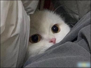 正在阅读朋友圈幽默霸气说说带图片是金子会发光何况我是钻石