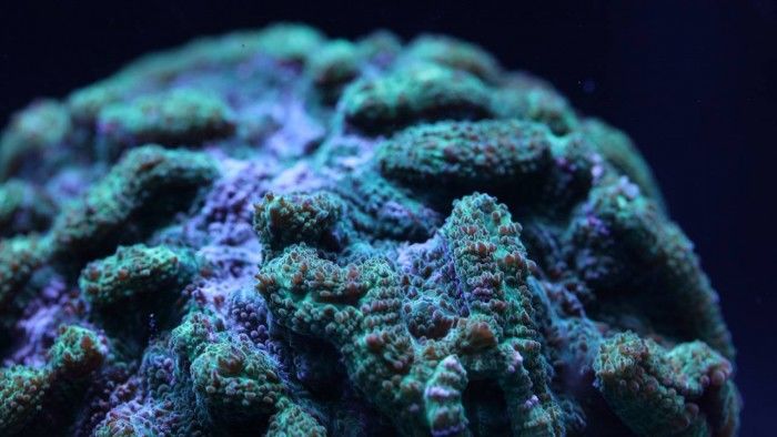 科学家在珊瑚育种取得的突破有助拯救濒临灭绝珊瑚礁