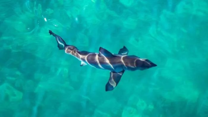 研究：大白鲨在长到足够大之前不会露出水面捕食