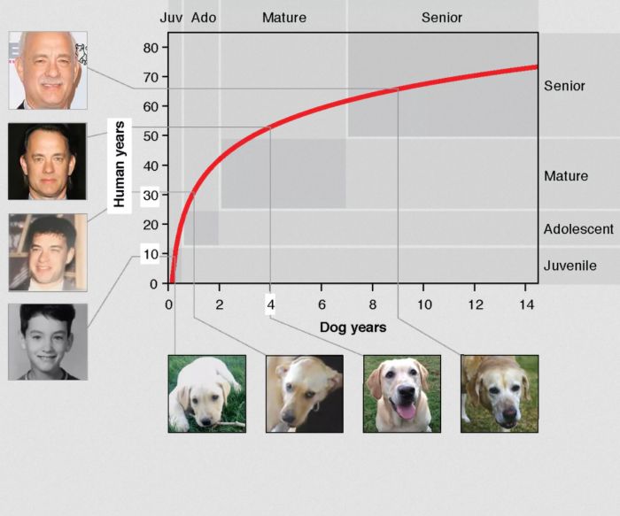狗的1年=人的7年研究：并不准确，只适用于初期