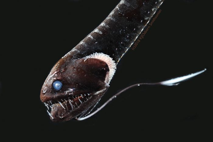 研究：深海超黑鱼能吸收走99.5%照射到其身上的光线