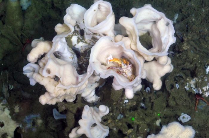 科学家在加拿大沿海地区发现新的海绵物种