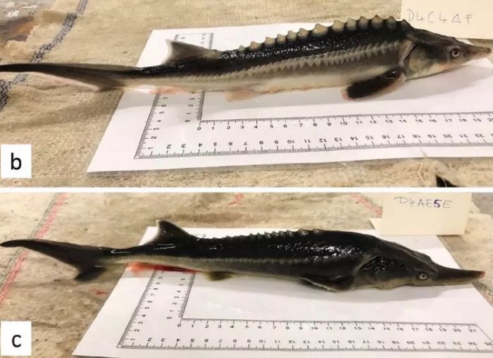 科学家意外培育出新品种杂交鱼Sturddlefish